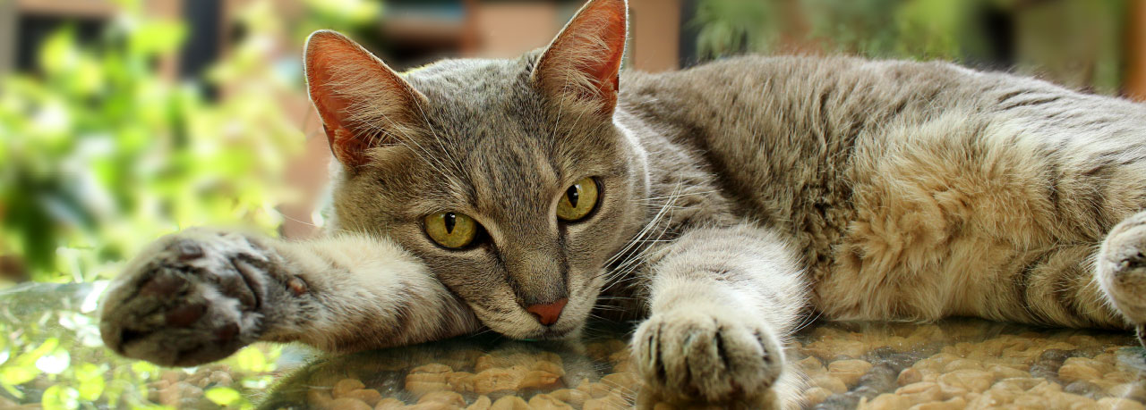 lounge-coffee-shop-patio-working-space-antigua-guatemala-cat