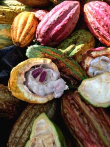 investment-program-opportunity-guautemala-coffee-cacao-2